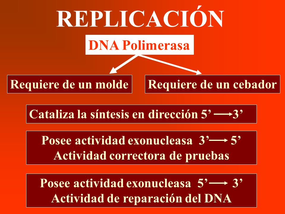 REPLICACIÓN DNA Polimerasa Requiere de un molde Requiere de un cebador