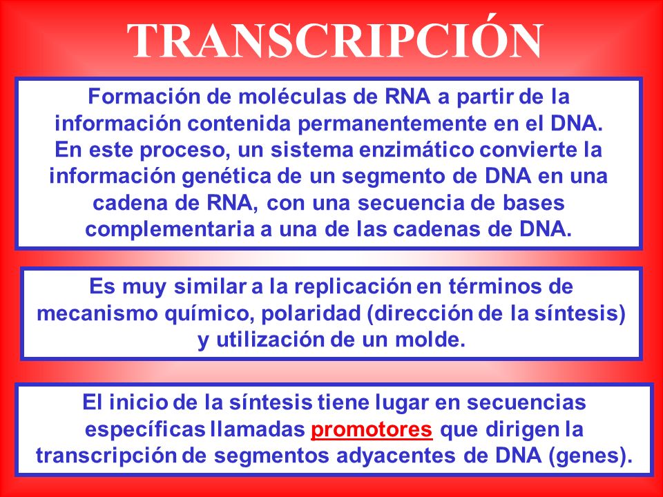 TRANSCRIPCIÓN Formación de moléculas de RNA a partir de la información contenida permanentemente en el DNA.