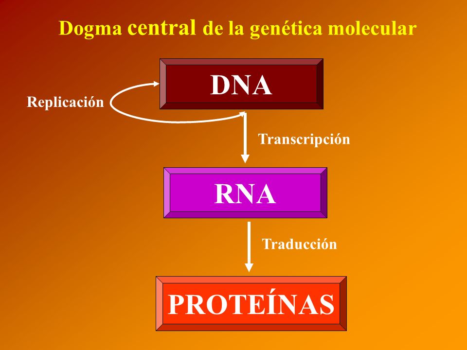 DNA RNA PROTEÍNAS Dogma central de la genética molecular Replicación