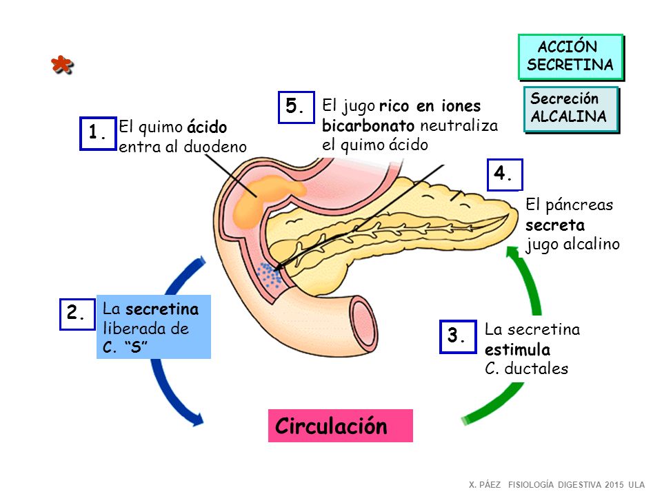 ACCIÓN SECRETINA. * Secreción. ALCALINA. 5. El jugo rico en iones bicarbonato neutraliza el quimo ácido.