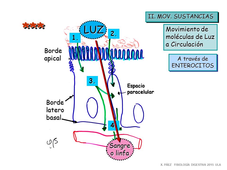 *** LUZ Movimiento de moléculas de Luz a Circulación Borde