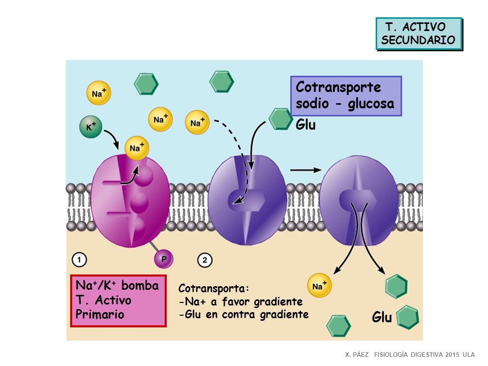 Cotransporte sodio - glucosa Glu Glu Na+/K+ bomba T. Activo Primario
