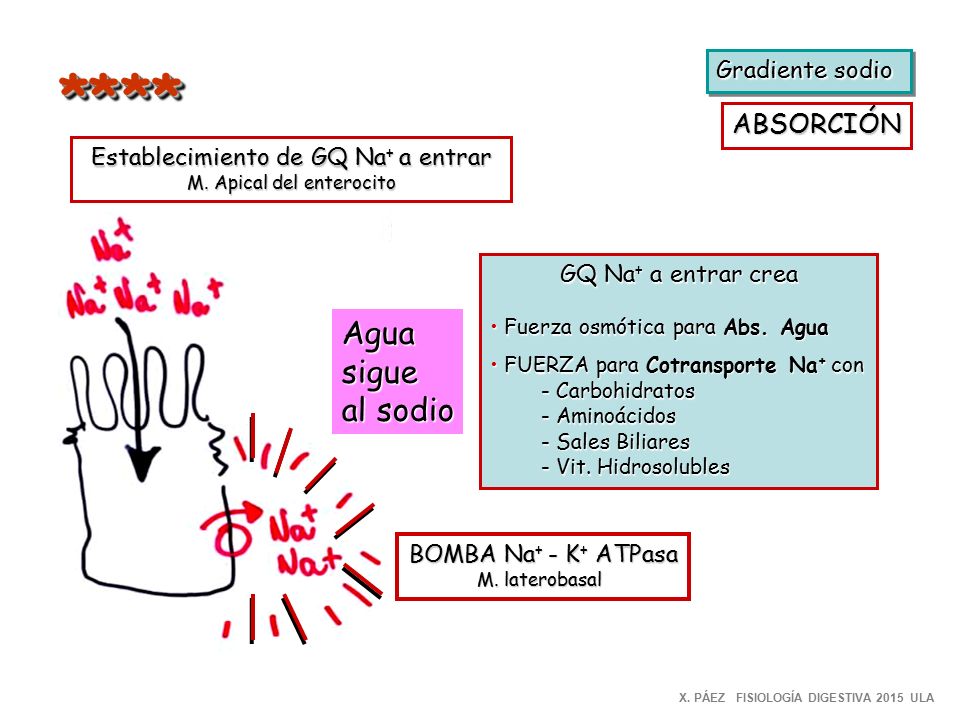 * * ** Agua sigue al sodio ABSORCIÓN Gradiente sodio