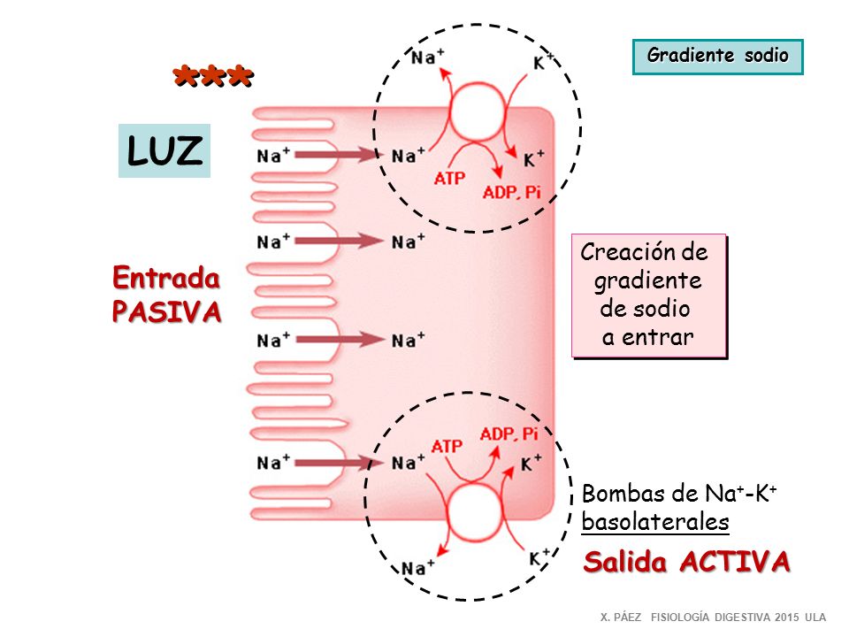 * ** LUZ Entrada PASIVA Salida ACTIVA Creación de gradiente de sodio