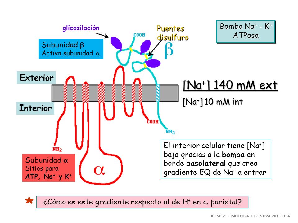 ¿Cómo es este gradiente respecto al de H+ en c. parietal