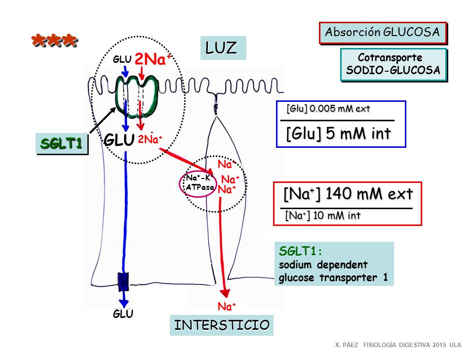 *** LUZ 2Na+ [Glu] 5 mM int GLU [Na+] 140 mM ext SGLT1 INTERSTICIO