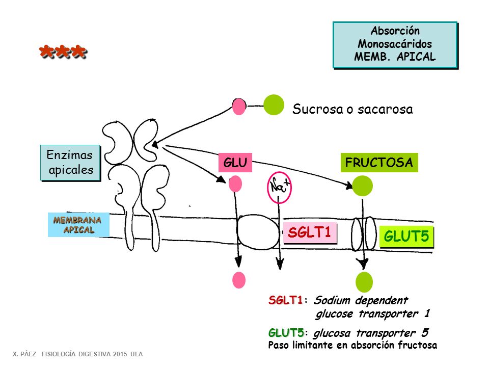 *** Sucrosa o sacarosa SGLT1 GLUT5 Enzimas apicales GLU FRUCTOSA