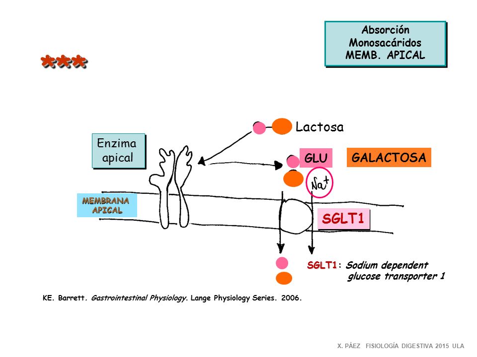 *** Lactosa SGLT1 Enzima apical GLU GALACTOSA Absorción Monosacáridos