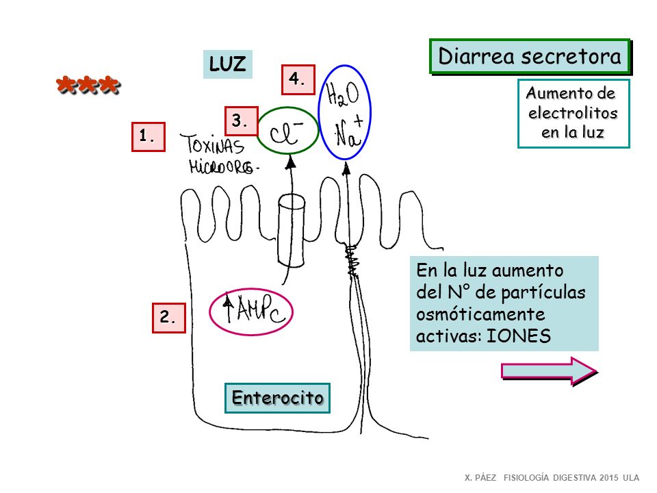 *** Diarrea secretora LUZ En la luz aumento del N° de partículas