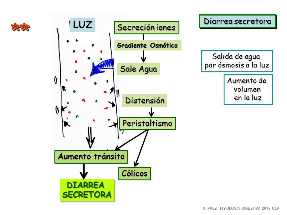 ** LUZ Diarrea secretora Secreción iones Sale Agua Distensión
