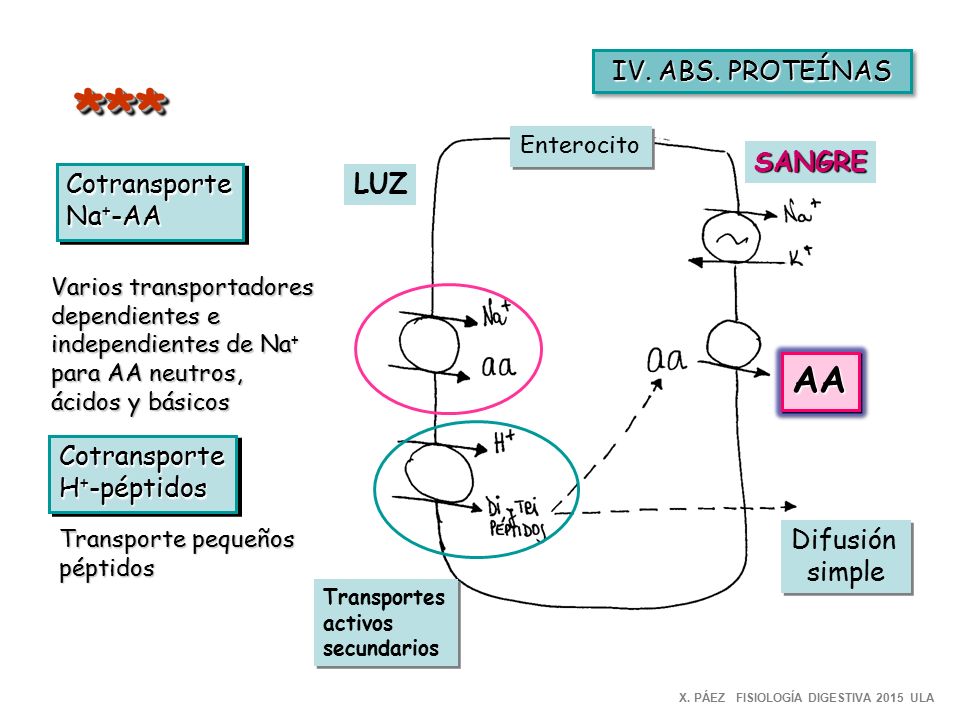 *** AA IV. ABS. PROTEÍNAS SANGRE Cotransporte Na+-AA LUZ Cotransporte