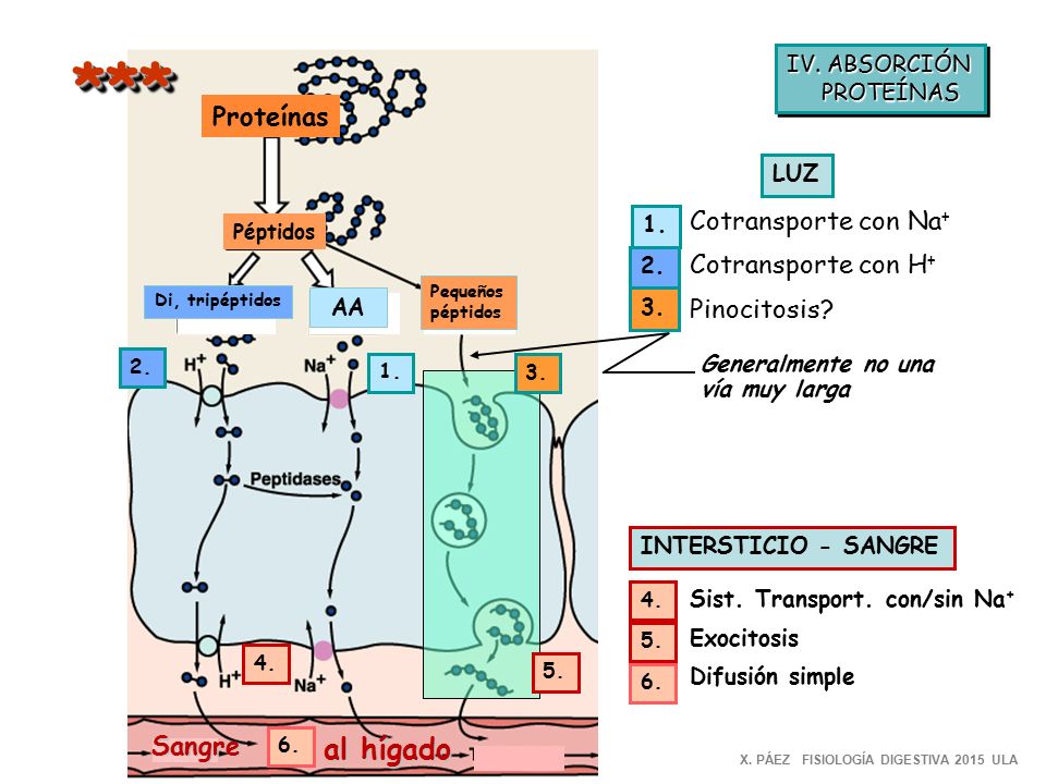 *** al hígado Proteínas Cotransporte con Na+ Cotransporte con H+