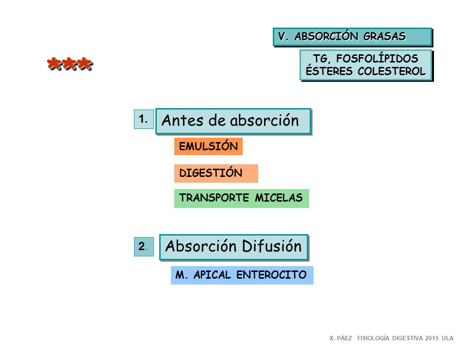 *** Antes de absorción Absorción Difusión V. ABSORCIÓN GRASAS