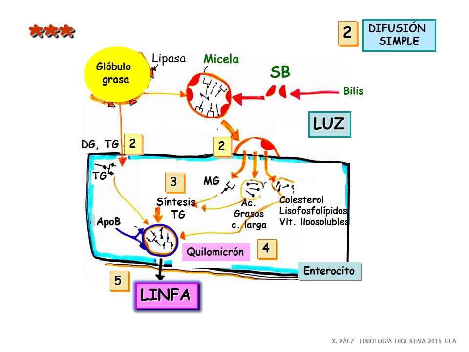 *** 2 SB LUZ LINFA Lipasa Micela DIFUSIÓN SIMPLE Glóbulo