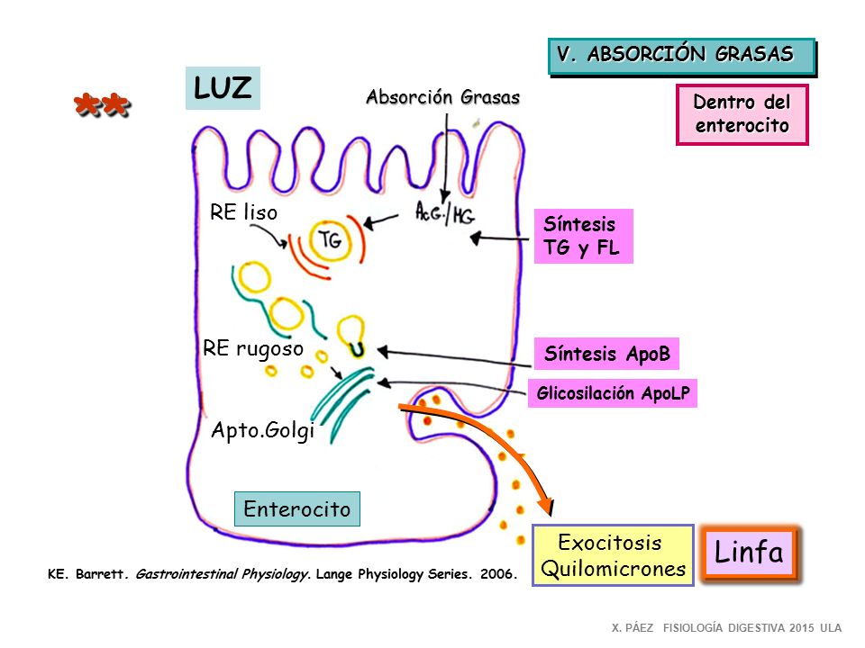 ** LUZ Linfa RE liso RE rugoso Apto.Golgi Enterocito Exocitosis
