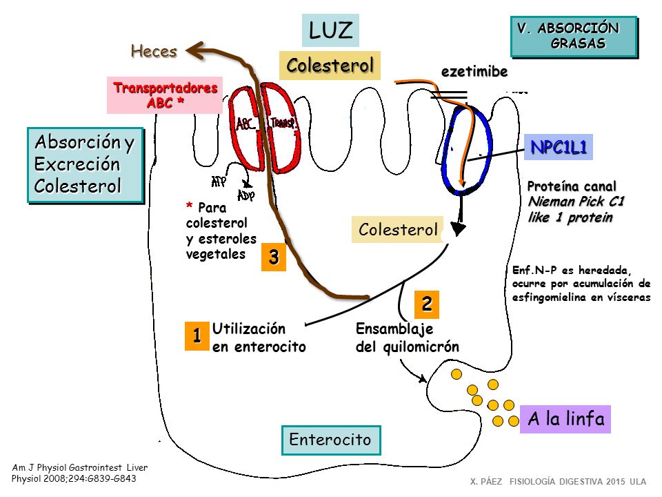 LUZ Colesterol Absorción y Excreción Colesterol A la linfa Heces