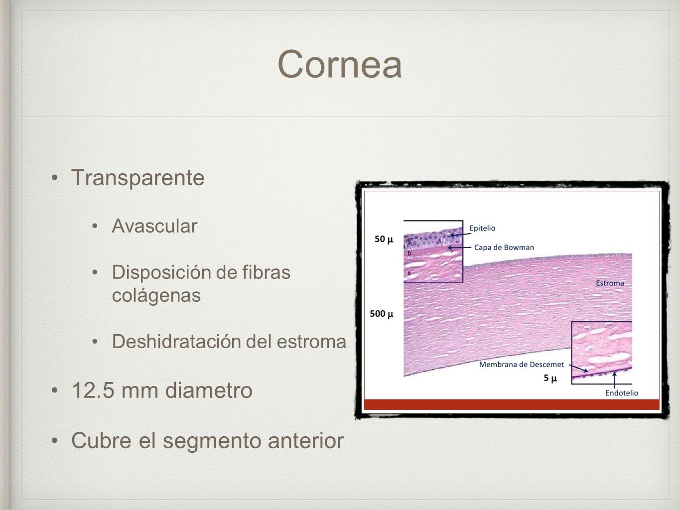 Cornea Transparente 12.5 mm diametro Cubre el segmento anterior