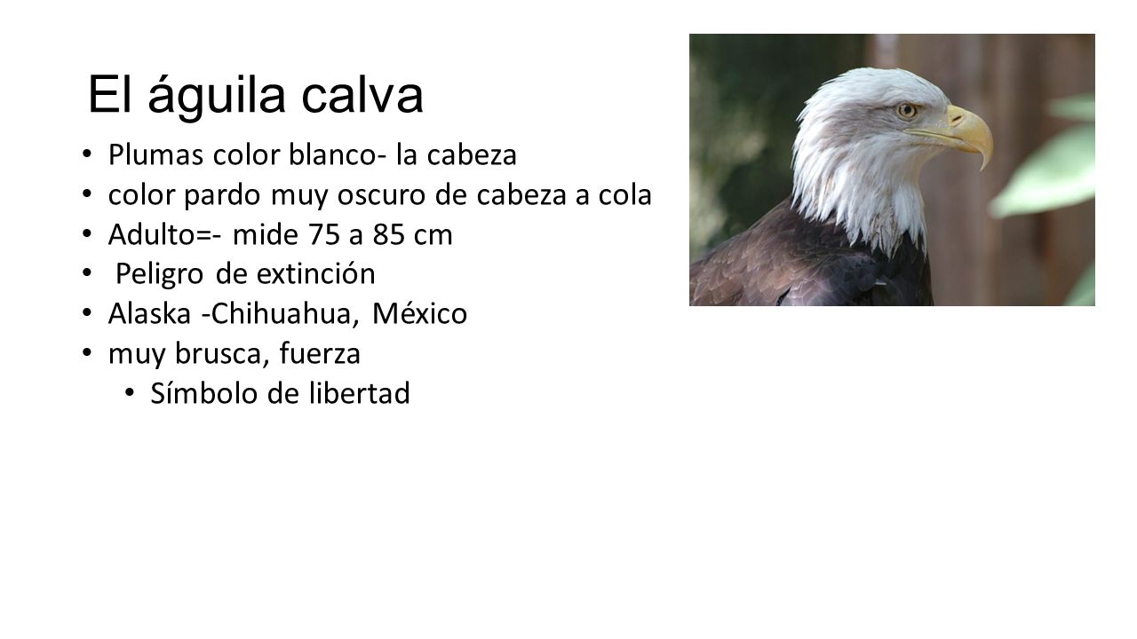 El águila calva Plumas color blanco- la cabeza