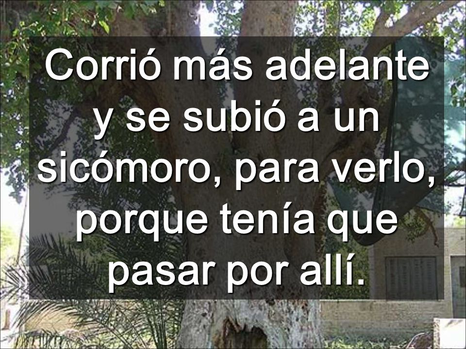 Corrió más adelante y se subió a un sicómoro, para verlo, porque tenía que pasar por allí.