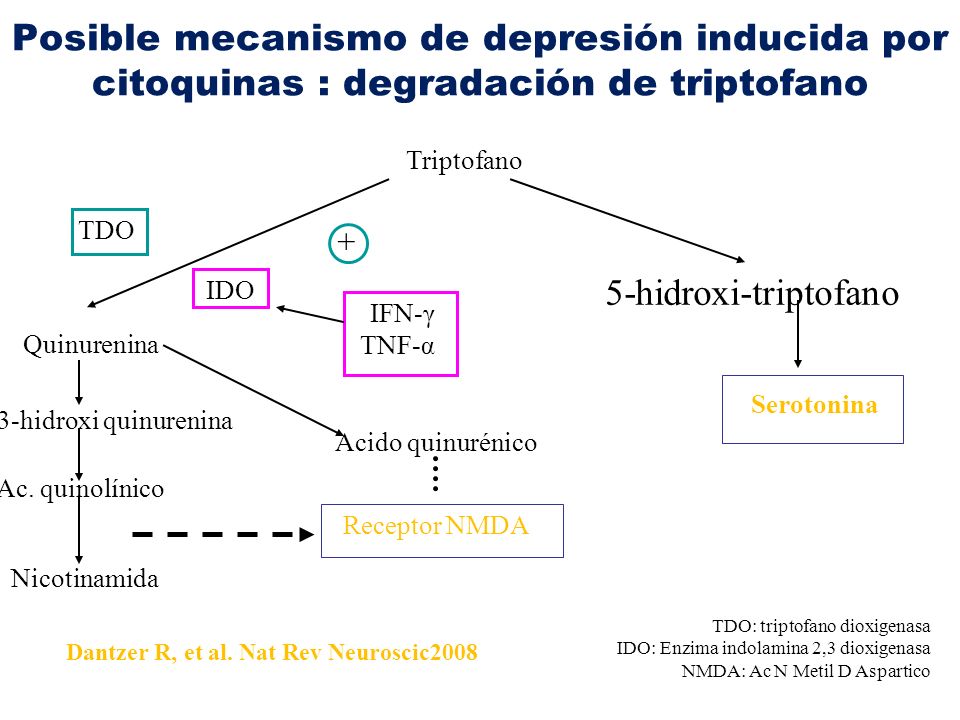Posible mecanismo de depresión inducida por citoquinas : degradación de triptofano