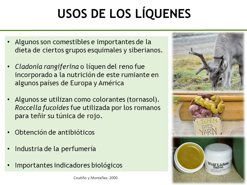 USOS DE LOS LÍQUENES Algunos son comestibles e importantes de la dieta de ciertos grupos esquimales y siberianos.