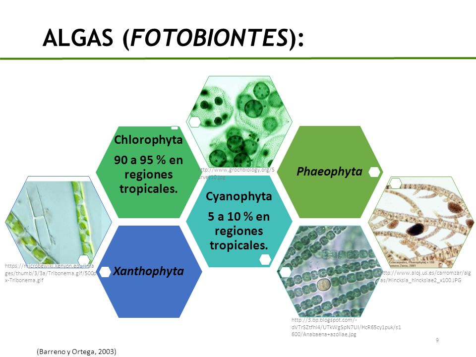 5 a 10 % en regiones tropicales. 90 a 95 % en regiones tropicales.