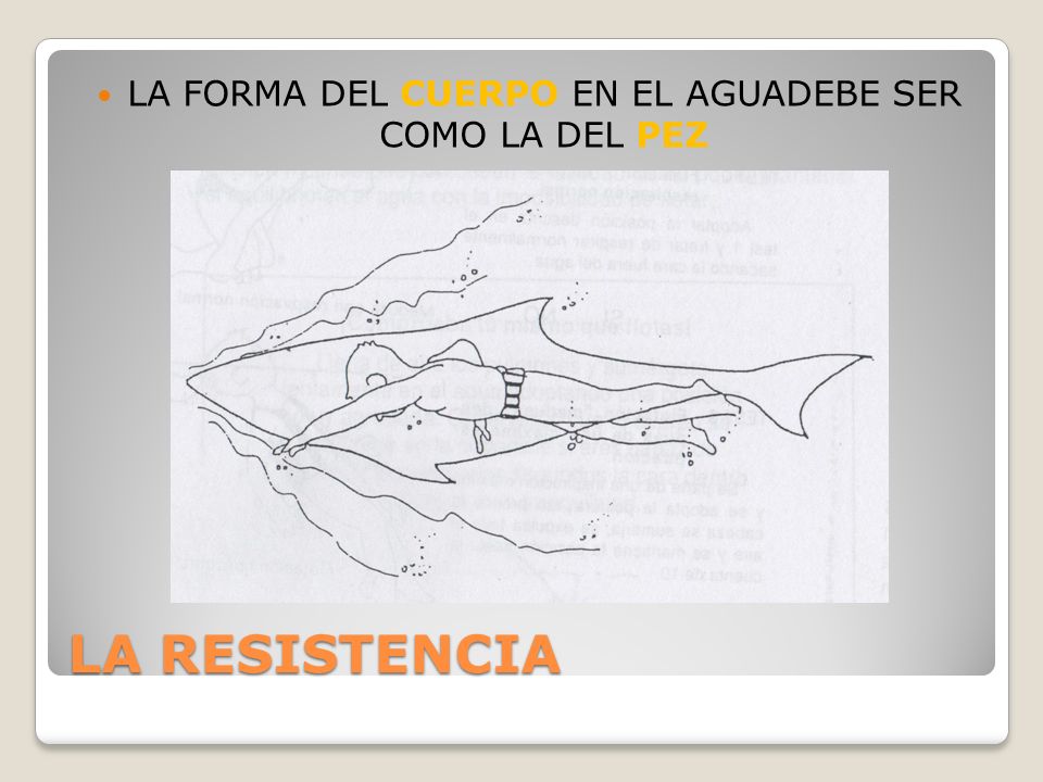 LA FORMA DEL CUERPO EN EL AGUADEBE SER COMO LA DEL PEZ