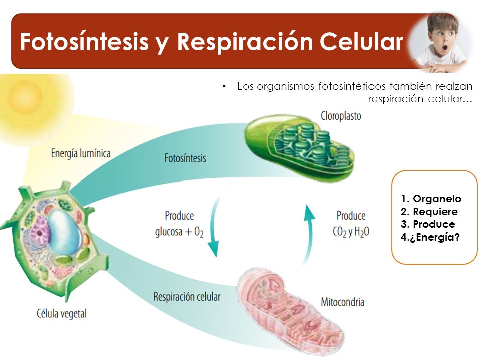 FASES DE LA FOTOSÍNTESIS - ppt video online descargar