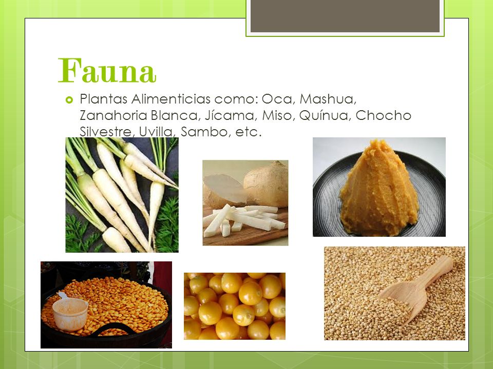 Fauna Plantas Alimenticias como: Oca, Mashua, Zanahoria Blanca, Jícama, Miso, Quínua, Chocho Silvestre, Uvilla, Sambo, etc.