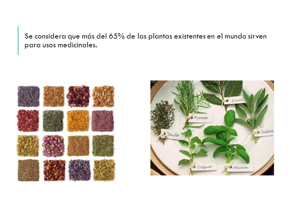 Se considera que más del 65% de las plantas existentes en el mundo sirven para usos medicinales.
