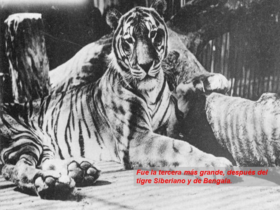 Fue la tercera más grande, después del tigre Siberiano y de Bengala.