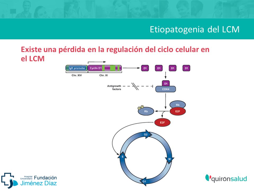 Etiopatogenia del LCM Existe una pérdida en la regulación del ciclo celular en el LCM 9