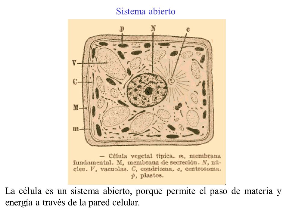 Sistema abierto La célula es un sistema abierto, porque permite el paso de materia y energía a través de la pared celular.