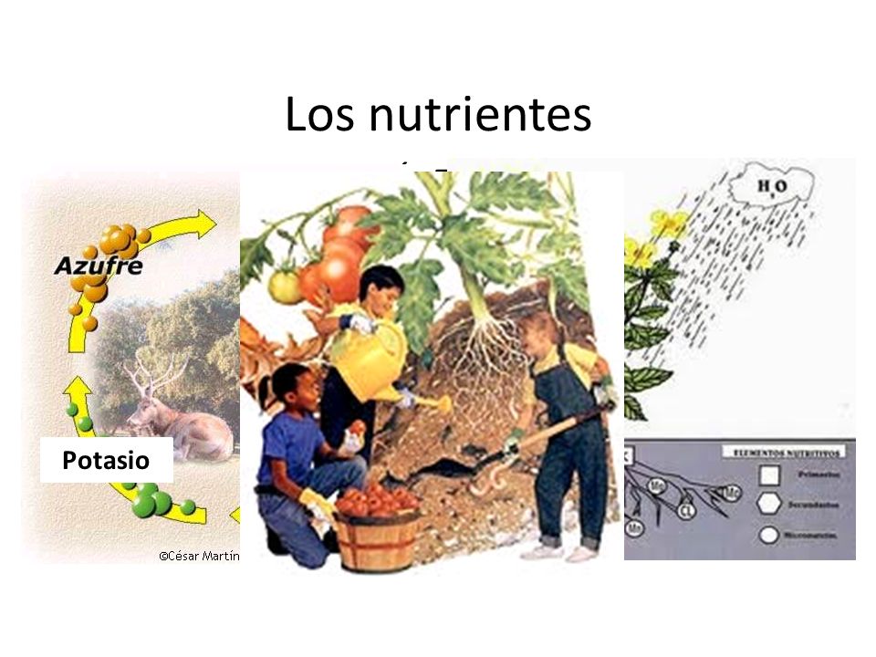 Los nutrientes Nutrientes como: FÓSFORO, CALCIO, POTASIO y NITRÓGENO, deben estar disueltos para que los aproveche las plantas.