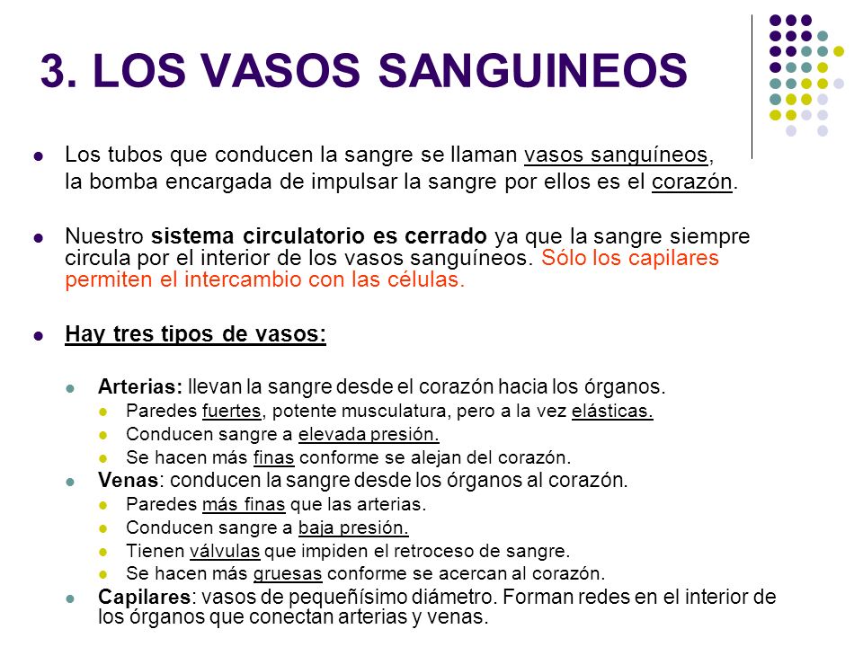 3. LOS VASOS SANGUINEOS Los tubos que conducen la sangre se llaman vasos sanguíneos,