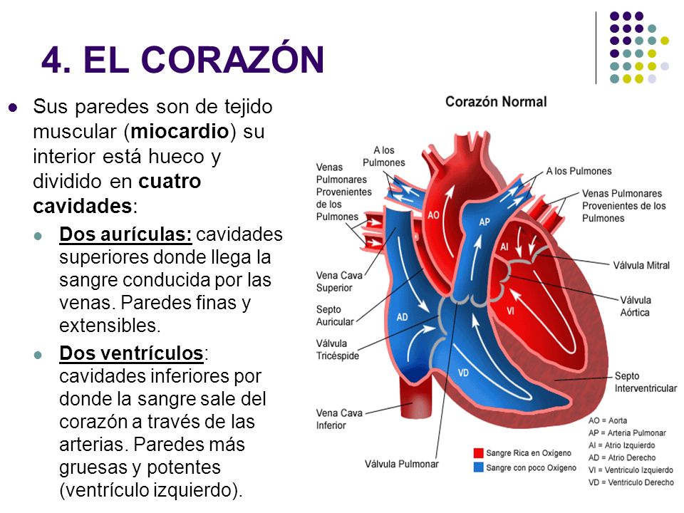 4. EL CORAZÓN Sus paredes son de tejido muscular (miocardio) su interior está hueco y dividido en cuatro cavidades: