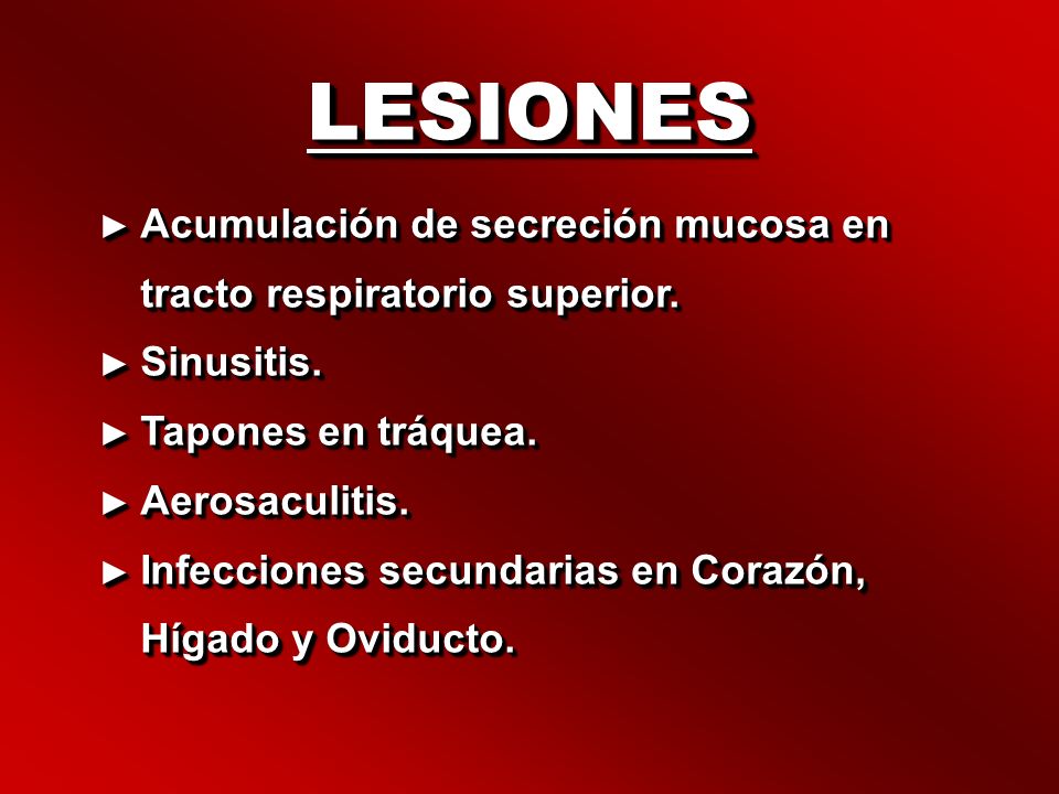 LESIONES Acumulación de secreción mucosa en tracto respiratorio superior. Sinusitis. Tapones en tráquea.