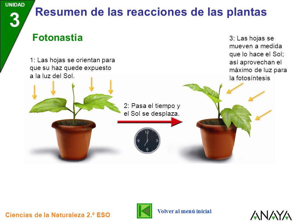 RESUMEN DE LAS REACCIONES DE LAS PLANTAS - ppt video online descargar