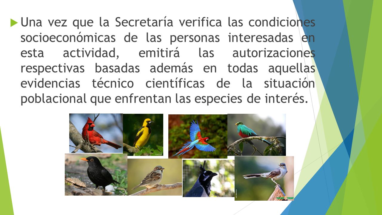 Una vez que la Secretaría verifica las condiciones socioeconómicas de las personas interesadas en esta actividad, emitirá las autorizaciones respectivas basadas además en todas aquellas evidencias técnico científicas de la situación poblacional que enfrentan las especies de interés.