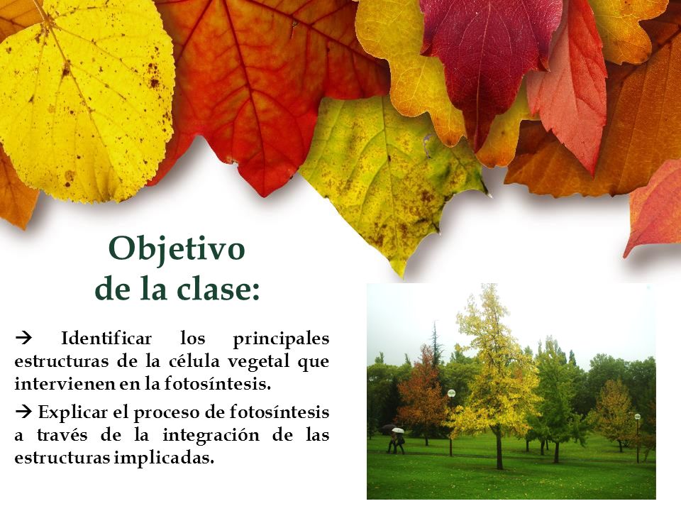 Objetivo de la clase:  Identificar los principales estructuras de la célula vegetal que intervienen en la fotosíntesis.