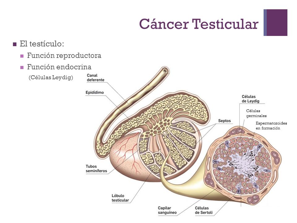 Cáncer Testicular El testículo: Función reproductora Función endocrina