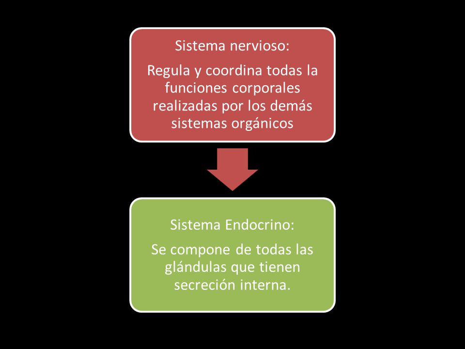 Se compone de todas las glándulas que tienen secreción interna.