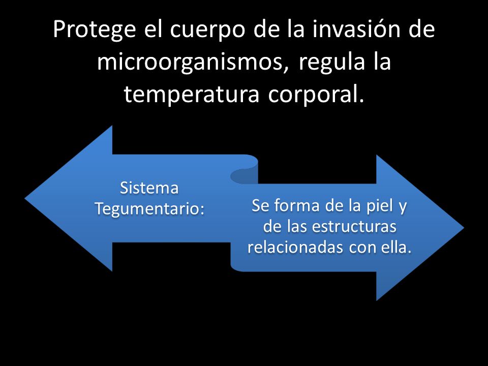 Protege el cuerpo de la invasión de microorganismos, regula la temperatura corporal.