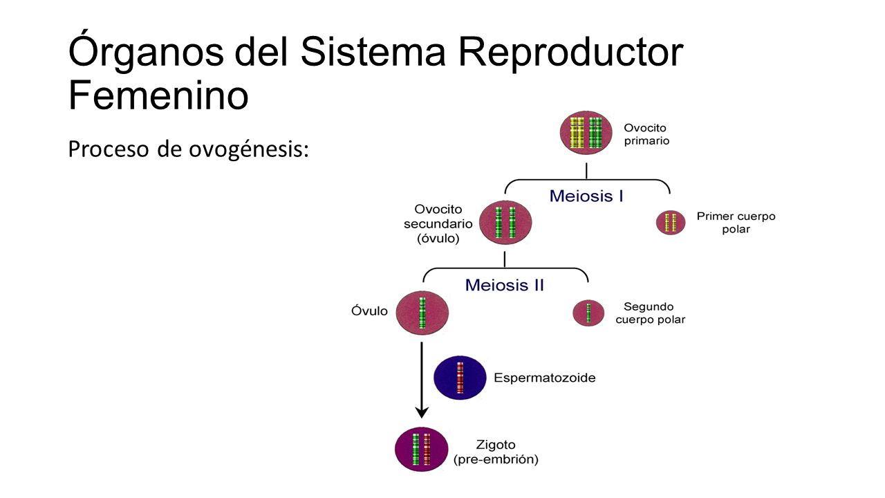 Órganos del Sistema Reproductor Femenino