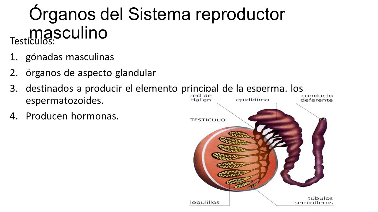 Órganos del Sistema reproductor masculino
