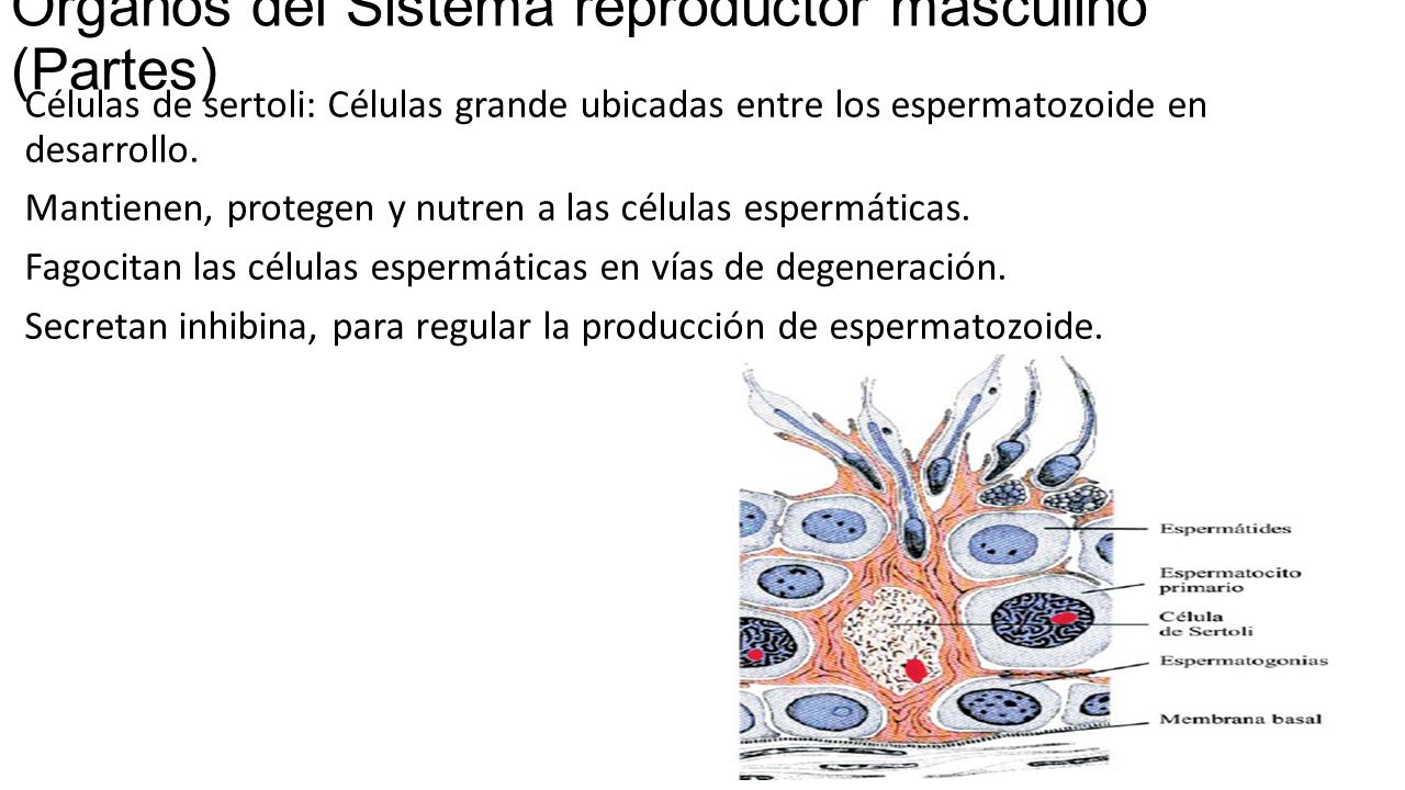 Órganos del Sistema reproductor masculino (Partes)