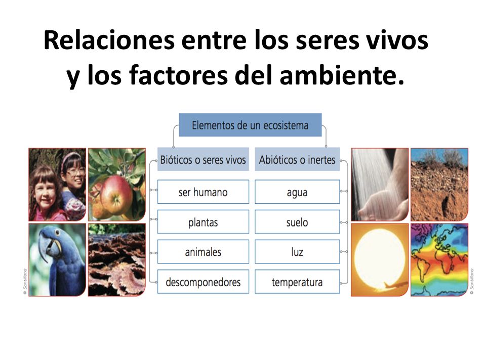 Relaciones entre los seres vivos y los factores del ambiente.