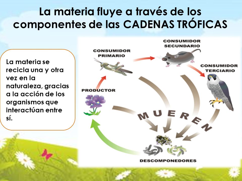 La materia fluye a través de los componentes de las CADENAS TRÓFICAS