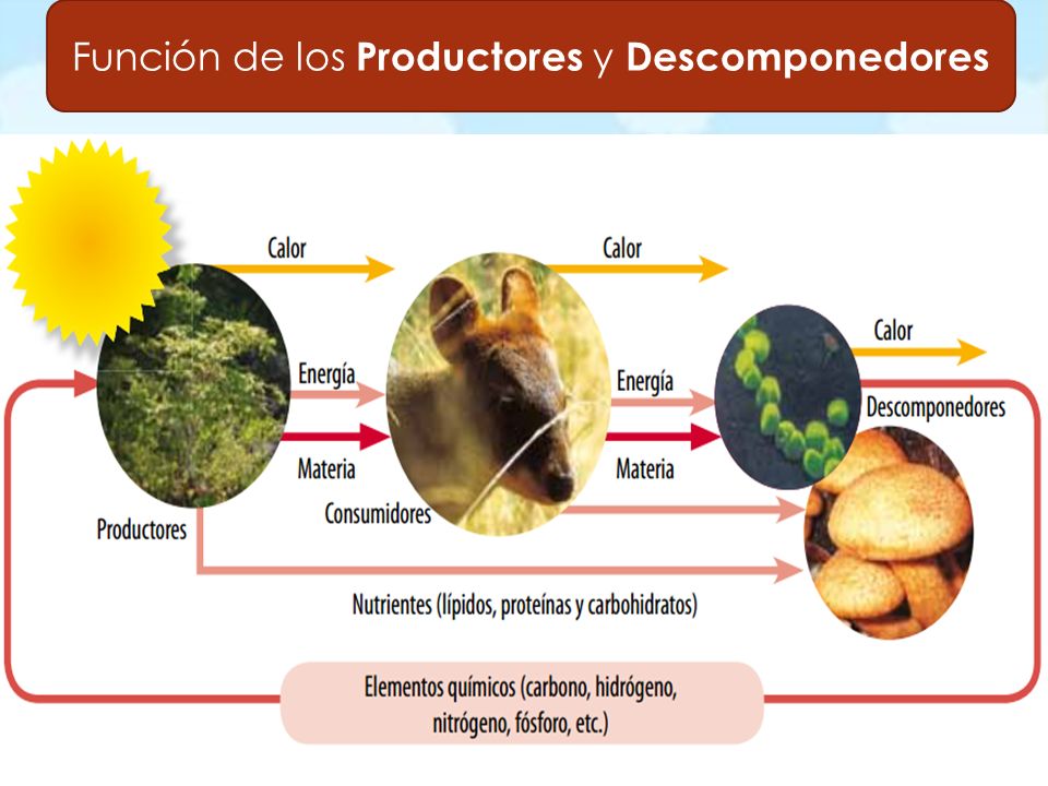 Función de los Productores y Descomponedores