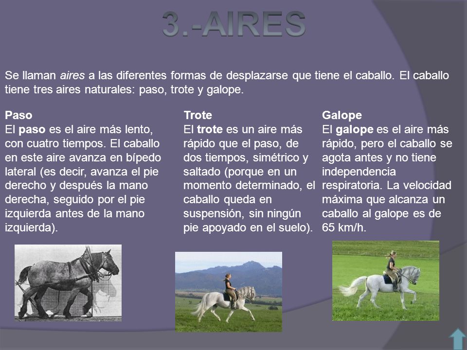3.-AIRES Se llaman aires a las diferentes formas de desplazarse que tiene el caballo. El caballo tiene tres aires naturales: paso, trote y galope.